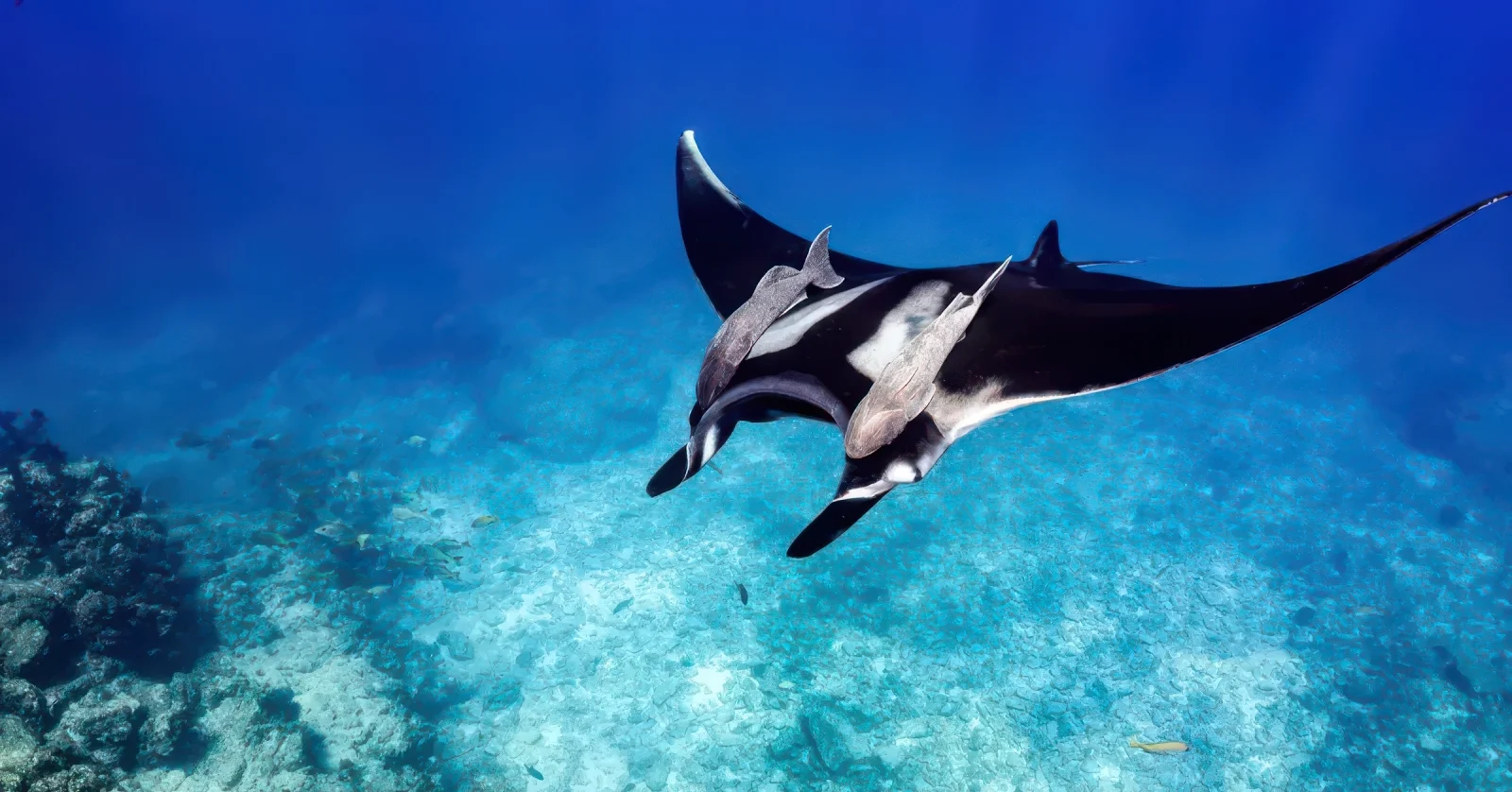 Diving Tours in Bora Bora