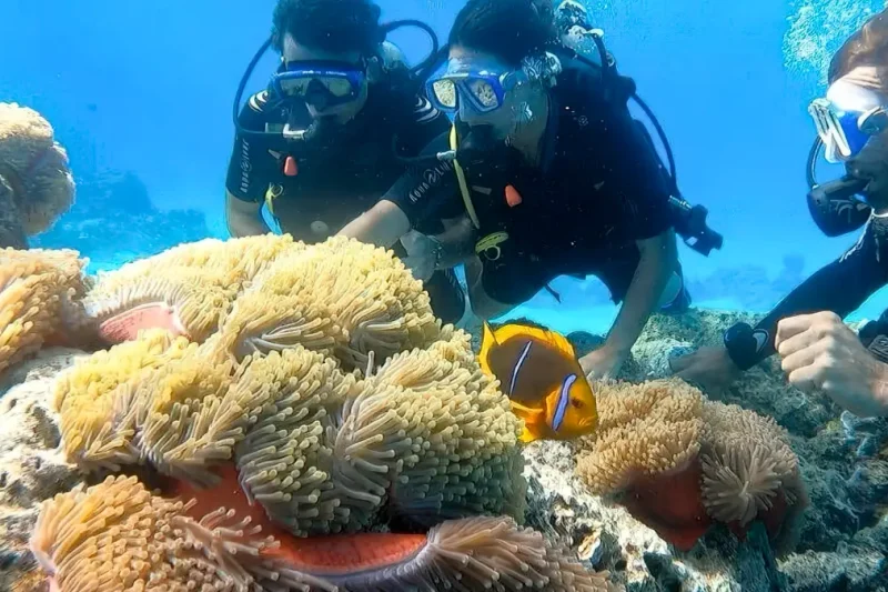 Private Bora Bora Diving Tour
