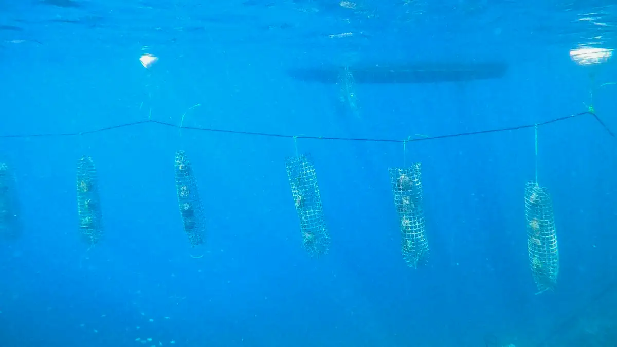 Black pearl farm in Bora Bora
